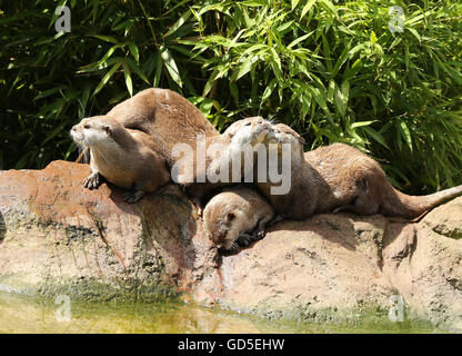 A family of Oriental Short Clawed Otters cuddling Stock Photo