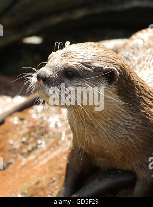 Portrait of an Oriental Short Clawed Otter Stock Photo