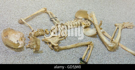 Old skeleton of a human being Stock Photo