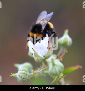 Bee collecting pollen on a blackberry flower. Stock Photo