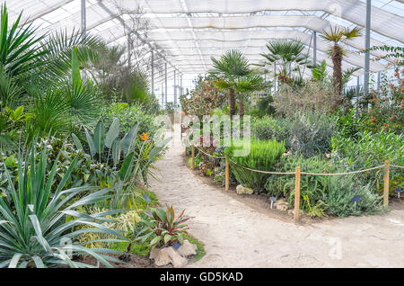 Exotic plants in a large greenhouse protected. Stock Photo