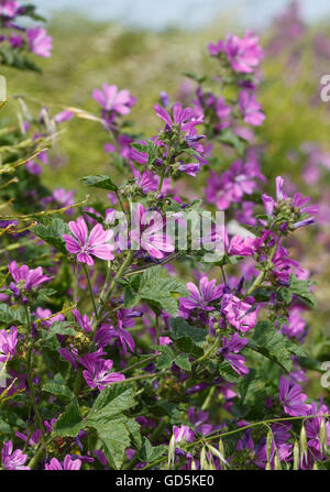 Malva sylvestris, Mallow plant in flower. Stock Photo