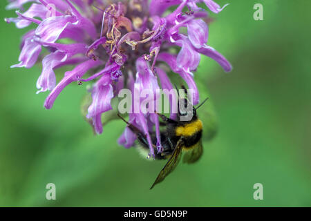 Monarda fistulosa menthifolia bumblebee on flower, Bergamot Stock Photo