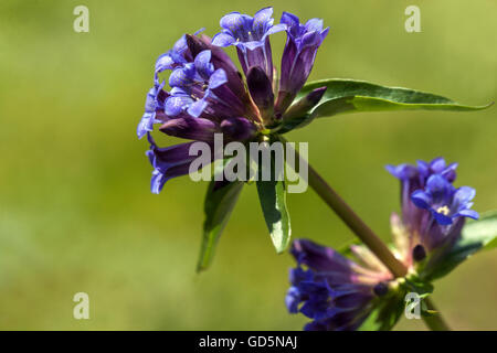 Gentiana macrophylla 'Fetisowii', bigleaf gentian Stock Photo