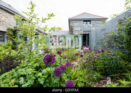 Purple headed alliums in courtyard garden Stock Photo