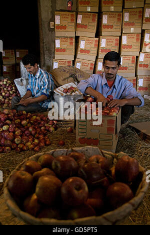 Apple packing Stock Photo