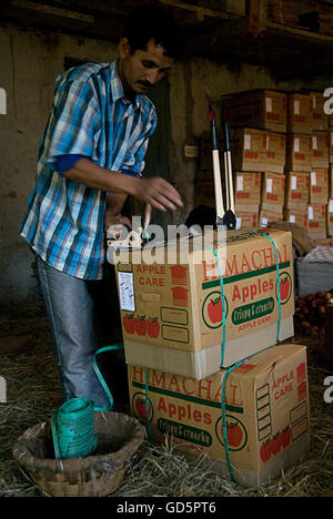 Apple packing Stock Photo