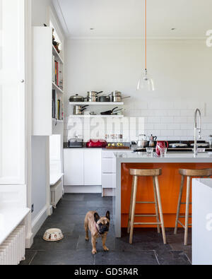 French bulldog in high ceilinged kitchen with white metro tiles and grey riven slate floor. Stock Photo