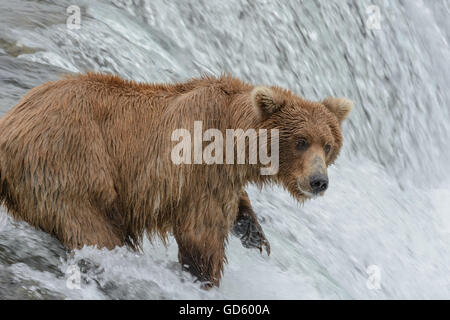 Grizzly bear catching salmon at the top of a waterfall, Brook Falls, Alaska Stock Photo