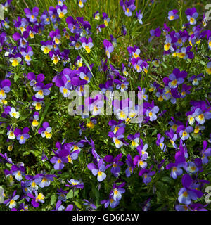 Viola Tricolor wildflowers known as Heartsease, Iceland