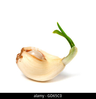 Sprouting clove of garlic. Isolated on white background Stock Photo