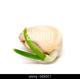 Sprouting clove of garlic. Isolated on white background Stock Photo