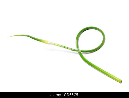 Fresh garlic scape isolated on white background Stock Photo