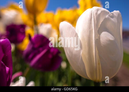 White tulip growing outdoors in a spring garden in a flowerbed amongst colorful purple and yellow tulips with closeup Stock Photo