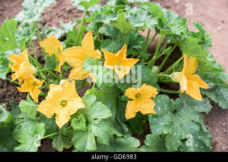 Zucchini plant with lot of yellow blossoms Stock Photo