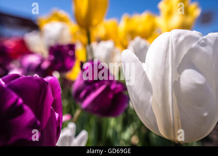 Colorful display of spring tulips in a flowerbed outdoors under a sunny blue sky with focus to a single white tulip in the foreg Stock Photo