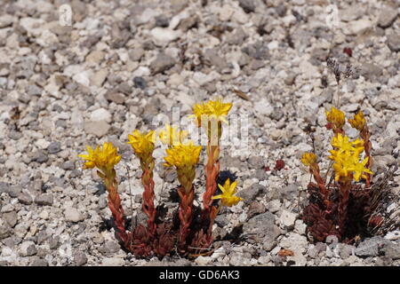 Goldmoss stonecrop (Sedum album), Yellowstone National Park Stock Photo