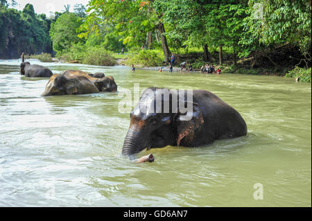 Protected Sumatran Elephants bathing in Gunung Leuser National Park of Tangkahan, Sumatra, Indonesia in May 2015 Stock Photo