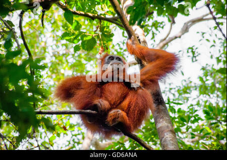 A Sumatran Orangutan sitting on top of a tree in Bukit Lawang, Sumatra, Indonesia Stock Photo