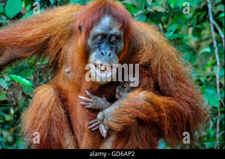 A Mother Sumatran Orangutan with her baby showing her teeth with anger to her male in Bukit Lawang Rainforest of Indonesia Stock Photo