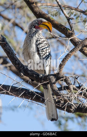Southern yellow-billed hornbill perched in the tree Stock Photo