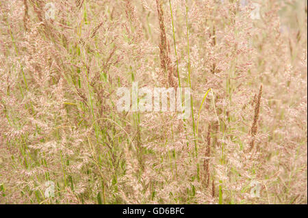 Landscape colour image of a Calamagrostis × acutiflora 'Overdam' grass perennial plant in flower taken in the autumn Stock Photo