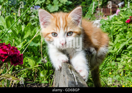 Exploring the world - a ginger-colored kitten on a Bavarian farm! Stock Photo