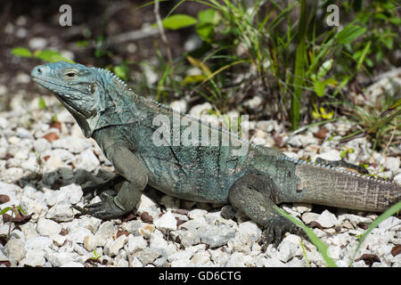 Blue Iguana, Grand Cayman Stock Photo