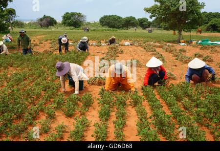 Group of Asia farmer working on agriculture plantation,  Vietnamese family  harvest peanut on red soil, crowded scene on day Stock Photo