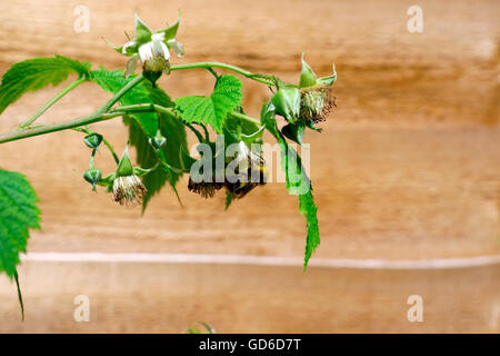 BUMBLE BEE ON RASPBERRY FLOWER Stock Photo