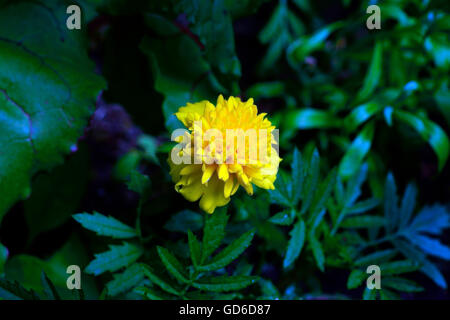 YELLOW MARIGOLD Stock Photo