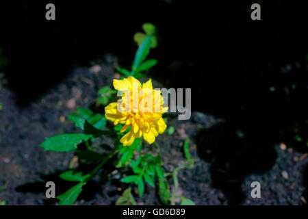 YELLOW MARIGOLD Stock Photo