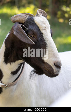 Black and white goat at a farm backyard outdoor closeup portrait Stock Photo