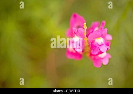 Flowering Common snapdragon (Antirrhinum majus) pink form. Photographed in Israel in April Stock Photo