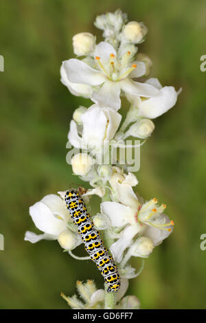 Caterpillar of the Mullein Moth Cucullia verbasci on White Mullein Verbascum lychnitis Stock Photo