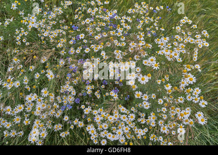 Lots of blooming wild camomiles in summer Lower Silesia Poland Stock Photo