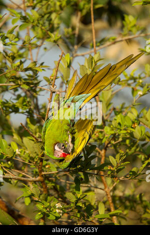 Military Macaw  Ara militaris El Tuito, Jalisco, Mexico 9 June     Adult        Psittacidae Stock Photo