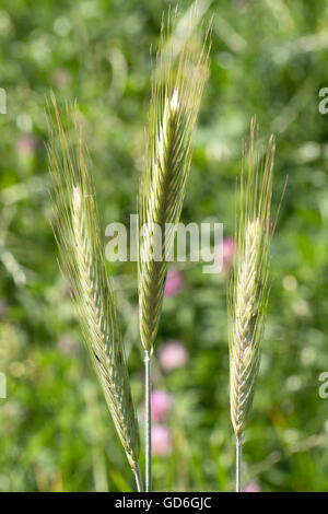 Drei gr��ne Getreide?hren im Fr��hling  Three green grain ears in spring Stock Photo