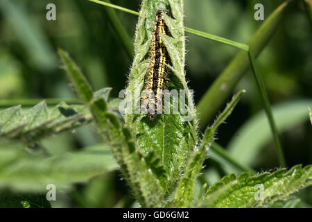 Schönbär Raupe auf einen Blatt  Scarlet tiger moth caterpillar on a leaf Stock Photo