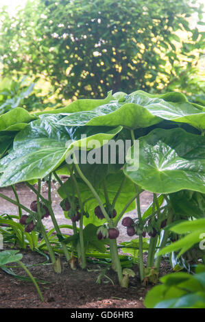 Mayapple Podophyllum peltatum Stock Photo