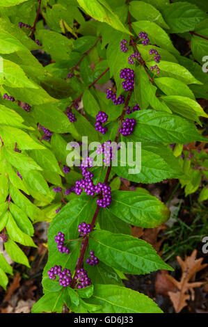 Purple beautyberry, Callicarpa, dichotoma, Stock Photo