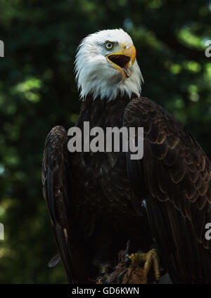 Bald Eagle looking right Stock Photo - Alamy