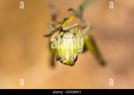 Meadow grasshopper (Chorthippus parallelus) head on. Green insect in the family Acrididae, hanging upside down on blade of grass Stock Photo