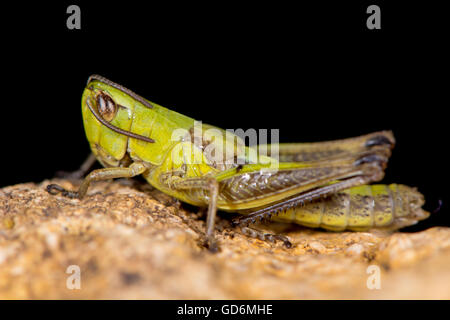 Meadow grasshopper (Chorthippus parallelus). Green insect in family Acrididae, with curved pronotal keel and short wings Stock Photo