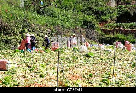 Farmer harvesting napa cabbage at vegetable garden in Vietnam Stock Photo
