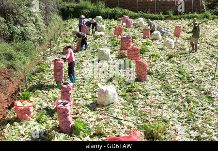 Farmer harvesting napa cabbage at vegetable garden in Vietnam Stock Photo