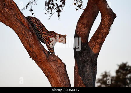 A female leopard coming down from a tree in late soft afternoon light. Okavango Delta, Botswana, Botsuana. Stock Photo