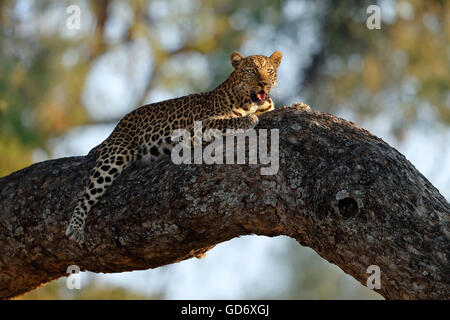 A very relaxed leopard resting in a tree on a bigger branch. in perfect soft afternoon light. Stock Photo