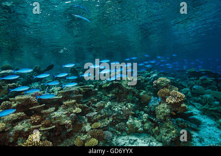 Shoal of variable-lined Fusiliers, Caesio varilineata, swimming over coral reef, in Maldives, Indian Ocean Stock Photo