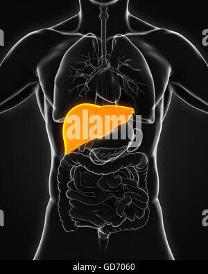 Human Liver Anatomy Stock Photo